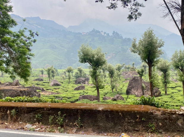 Munnar – abwarten und Tee trinken